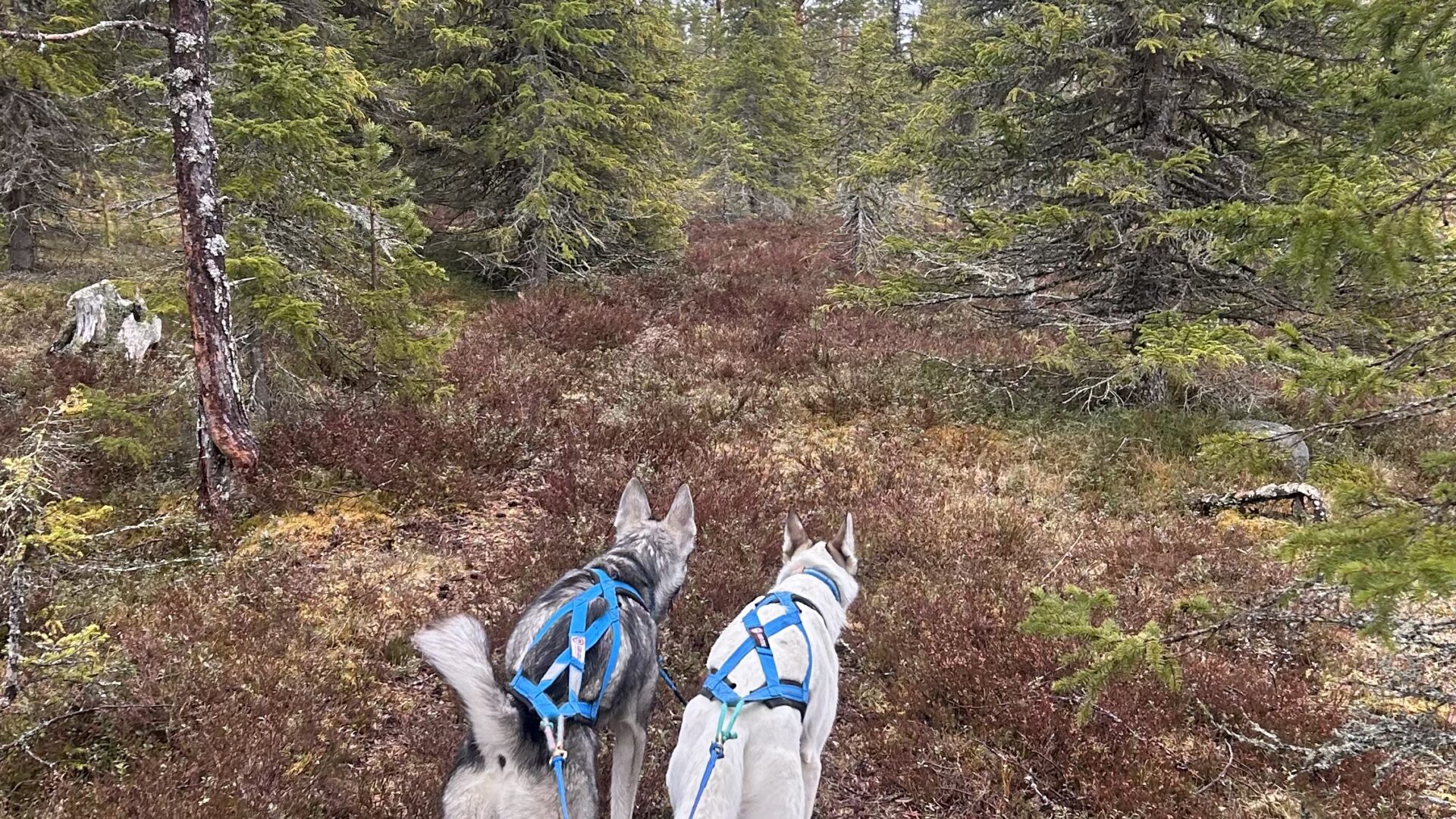 Huskytrekking