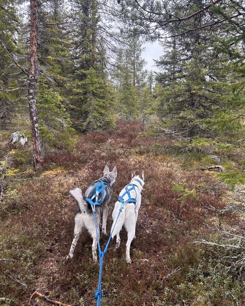 Huskytrekking